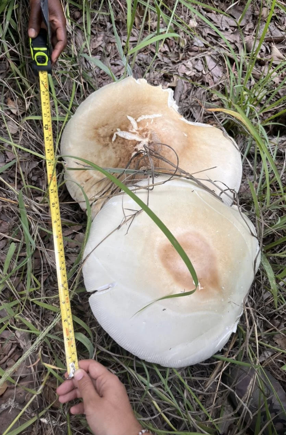 New Mission to Chimanimani: Mushroom Harvesting and Training 