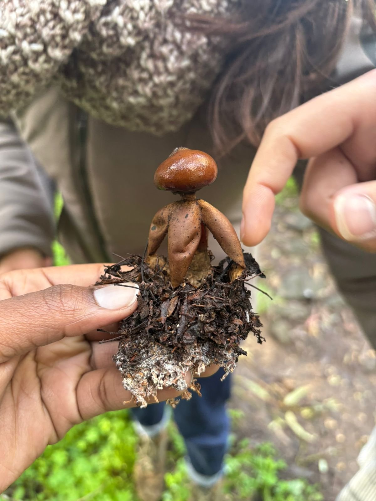 New Training Course in Portugal - Introduction to Mycology