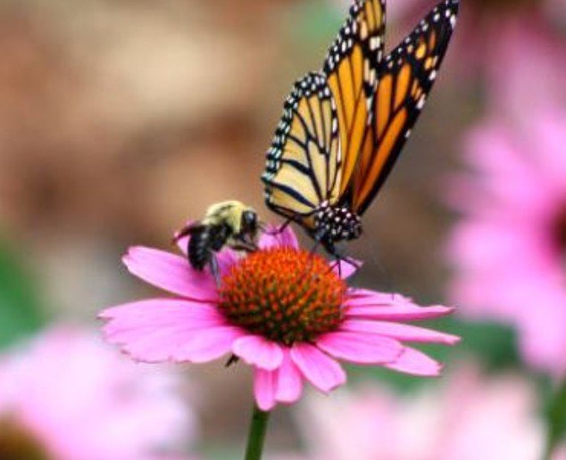 WSU Extension Master Gardener Workshop: Pollinator Posse