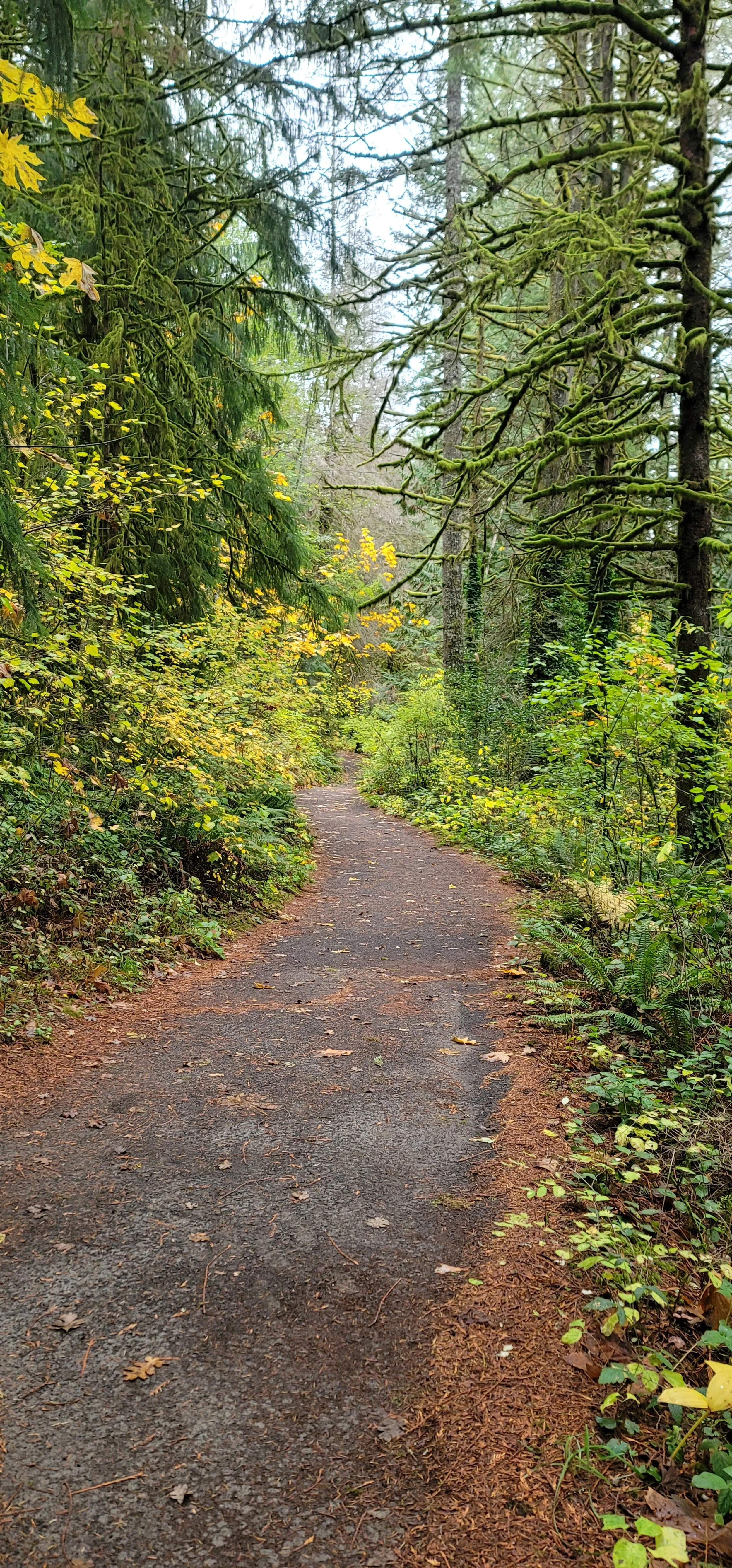 Forests, Fire Ecology, and Climate Change