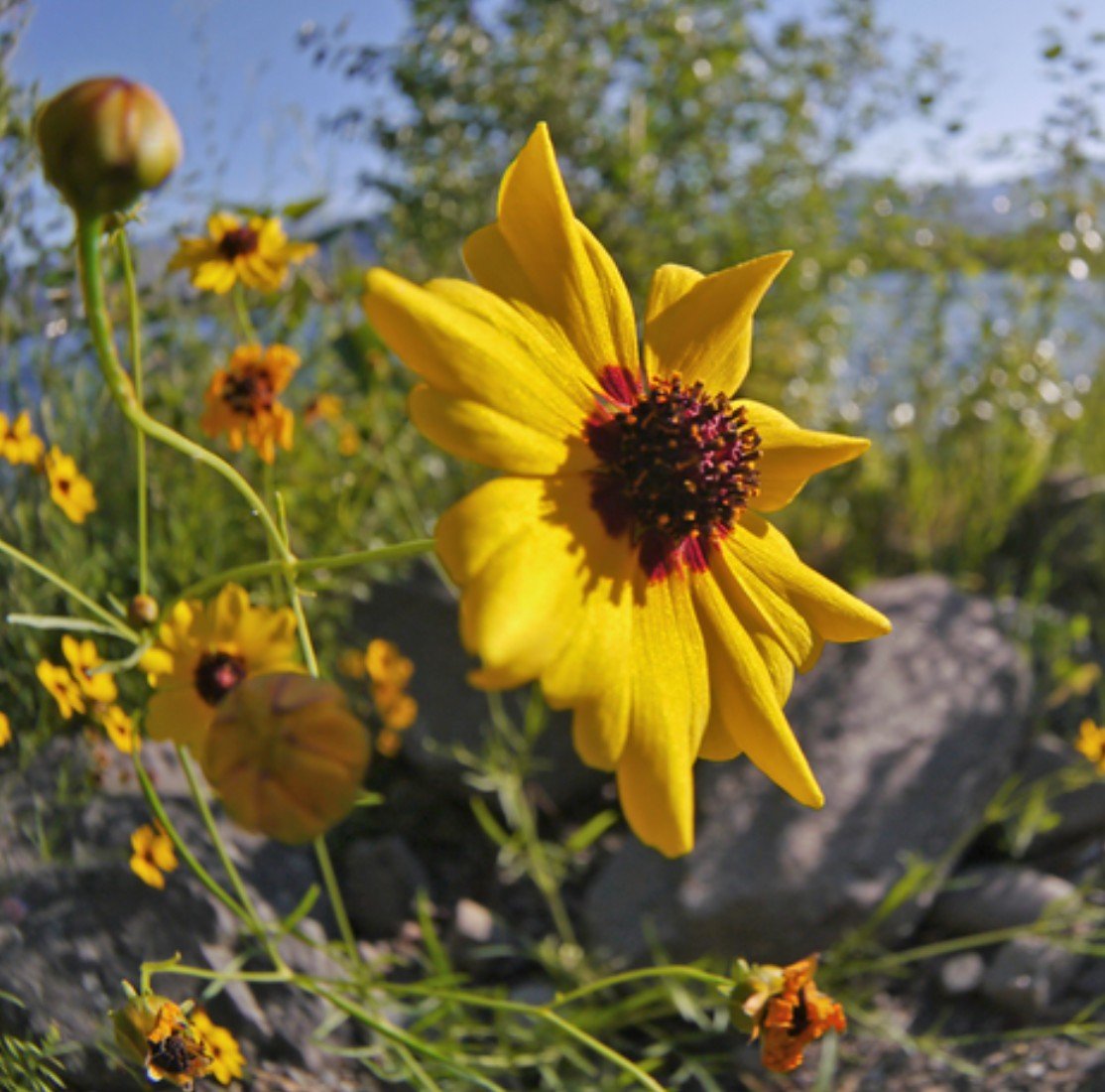 Why Plant Native? workshop at Nature’s Haven