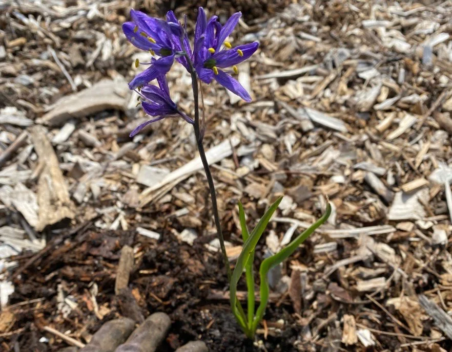Adopt-A-Park Event at St. Helens Park