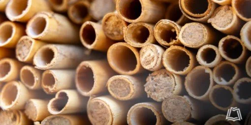 Master Gardener Series: Mason Bees Unwrapped