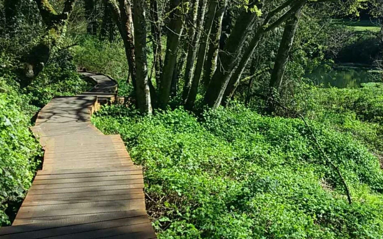Forest Walk at Columbia Springs