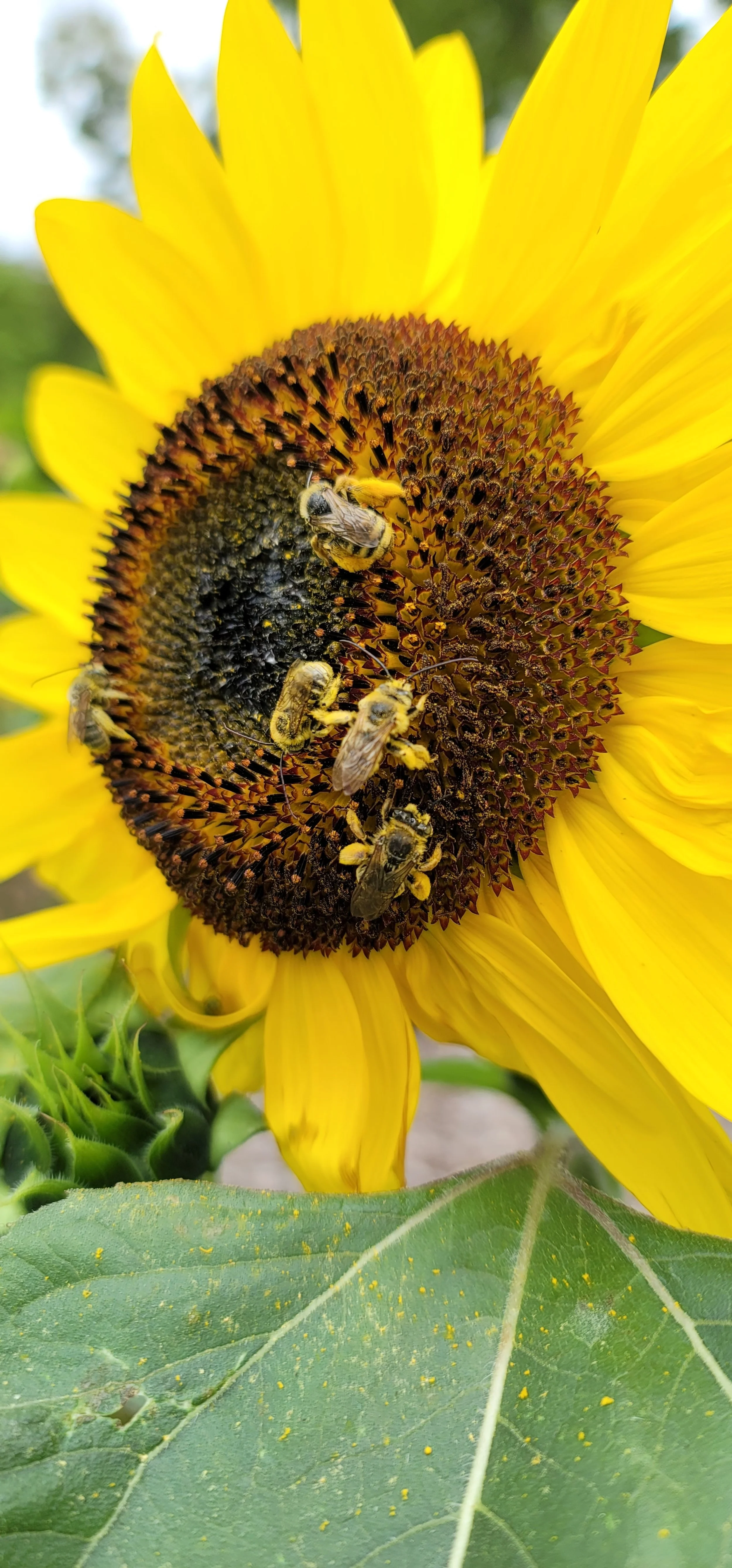 2025 Sunflower Festival at O'Keefe Farms in Brush Prairie