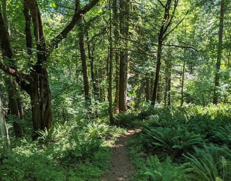 Ivy Pull at Abrams Park in Ridgefield with Watershed Alliance of SW WA