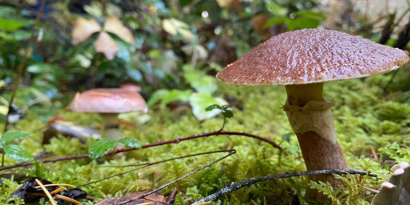 Volcano Views & Brews: Marvelous Mushrooms of Cascadia with Mt. St. Helen's Institute