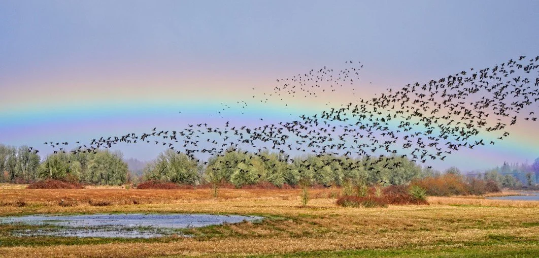 Fee-Free Day: First Sunday of National Wildlife Refuge Week