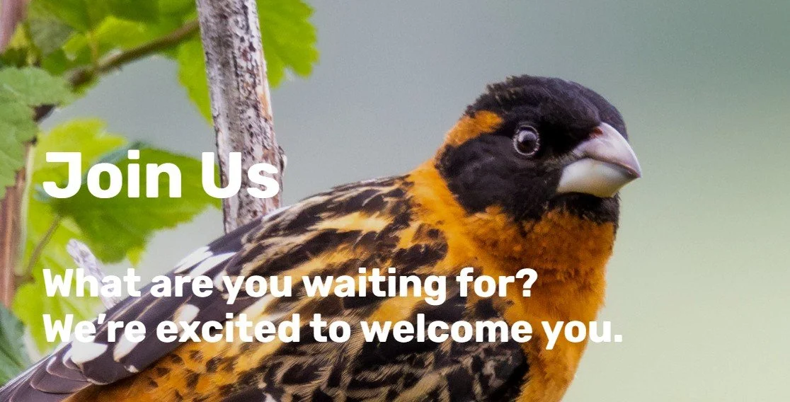 The Three B’s of the Backyard: Birds, Bees, and Bats with Vancouver Audubon Society