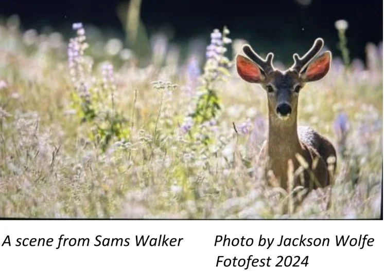 First-of-Month Bird Walk with VAS - Sams Walker Trail