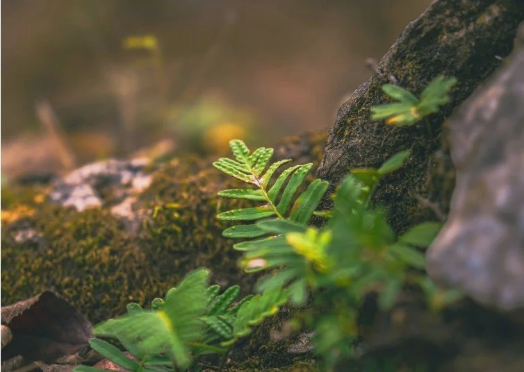 Poetry in the Wild workshop with the Treehouse Art Studio