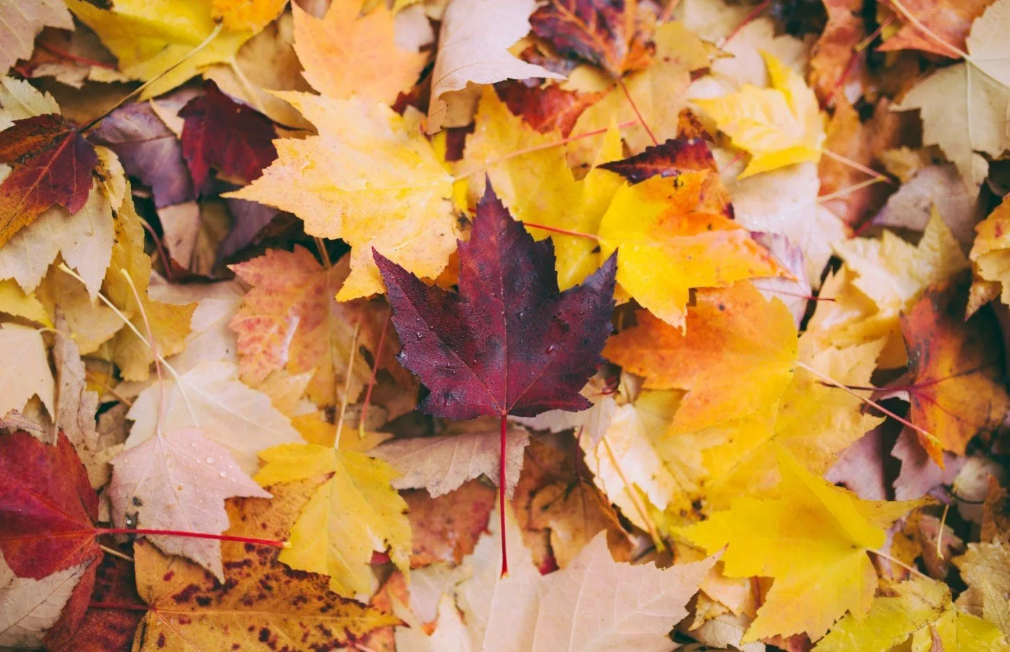 Tending the creative fire: A Fall Retreat of Nature, Art, and Women’s Community