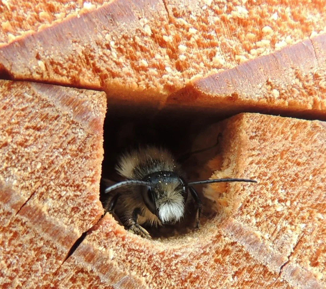 Mason Bee Cocoon Cleaning with Vancouver Bee Project