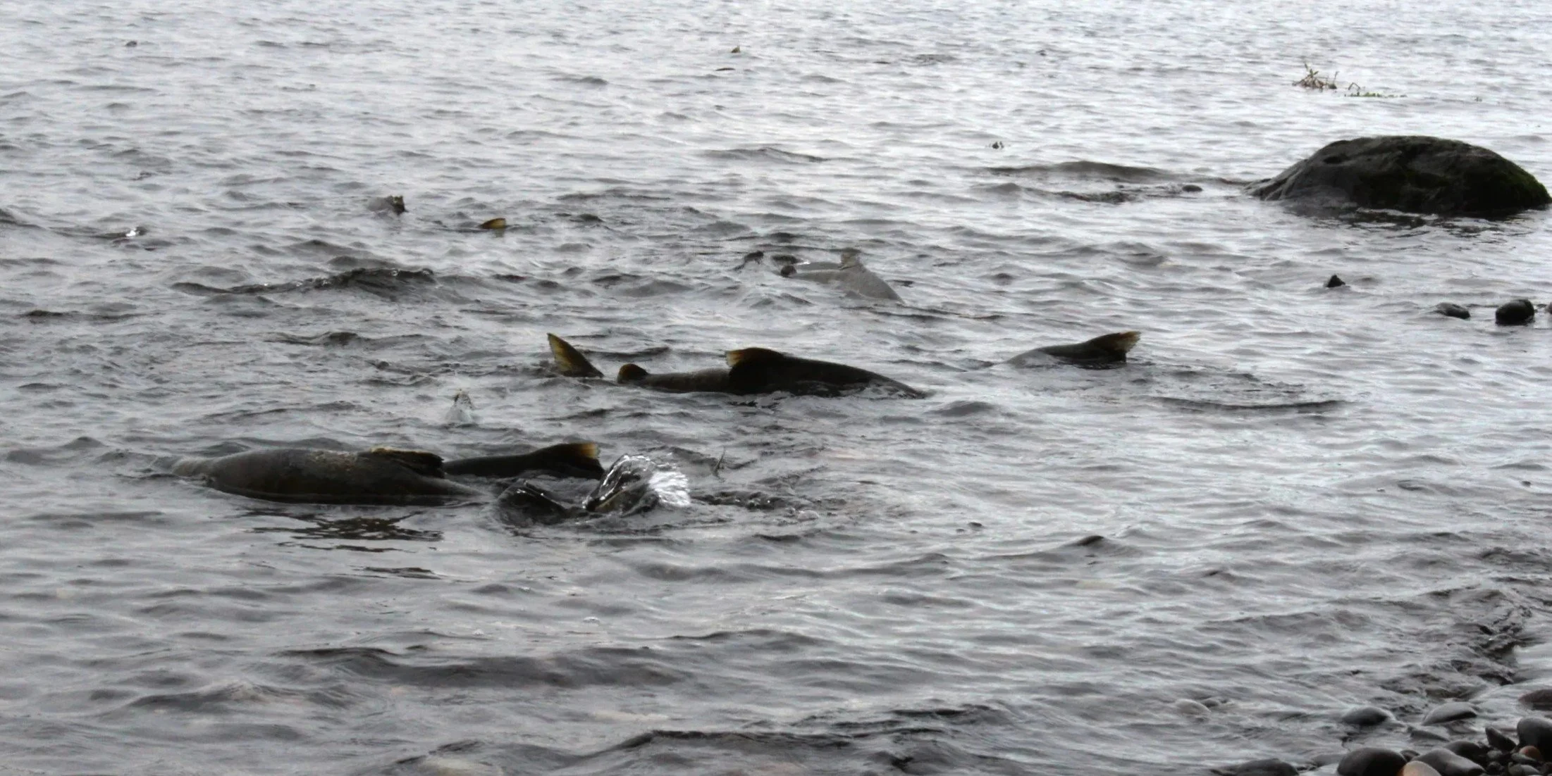 Return of the Chum Salmon celebration at Wood's Landing