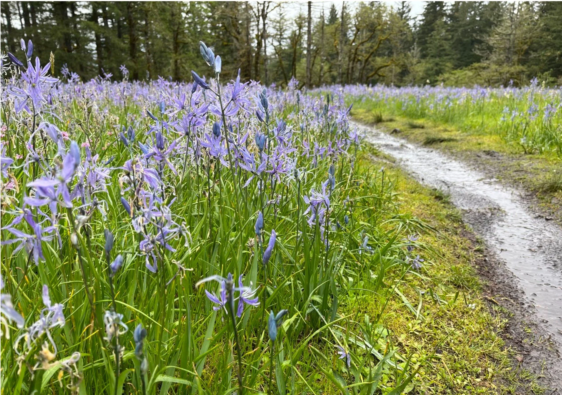 Green things are happening in Camas - Partner Highlight with Camas Earth Day Society