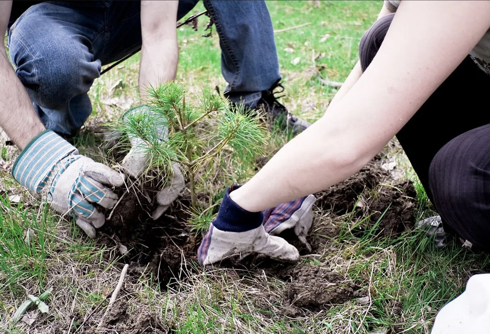 East Fork Lewis River Volunteer Planting 