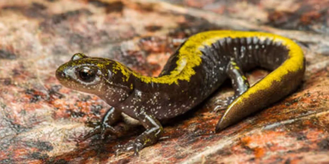 Forest  Floor Ecology Hike with MSHI