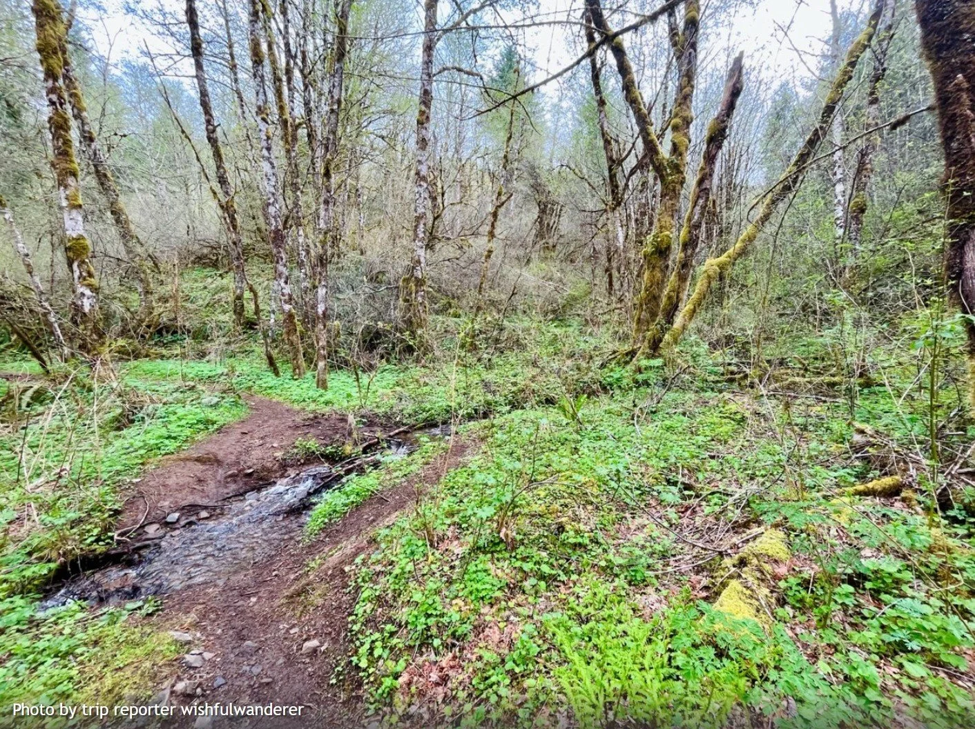 Yacolt Burn - Bells Mountain Day Work Party with WTA 