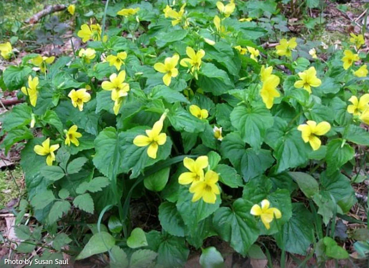Beacon Rock - Bridge Trail Day Work Party with WTA 