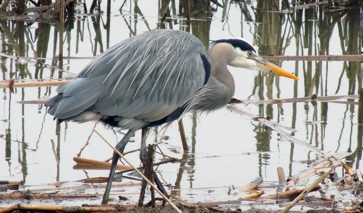 World Wetlands Day Nature Walk