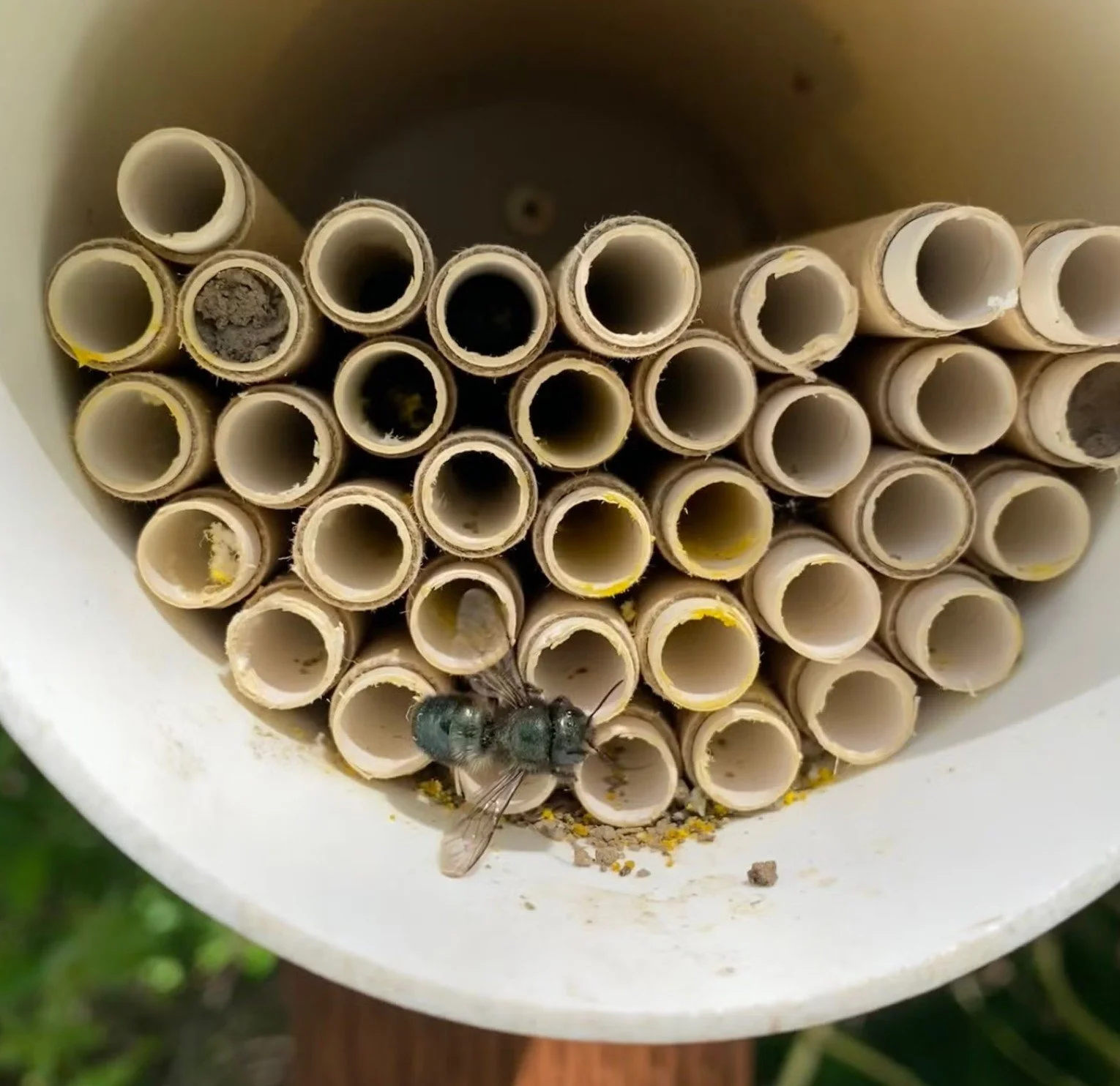 Mason Bee House workshop
