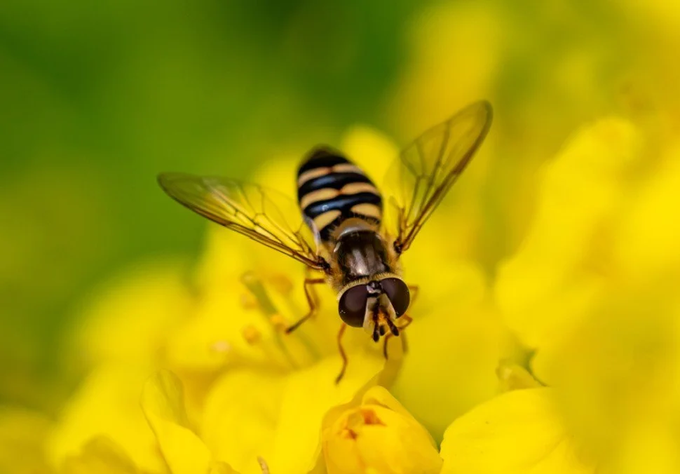Creating Diverse Pollinator Habitats with FVRL