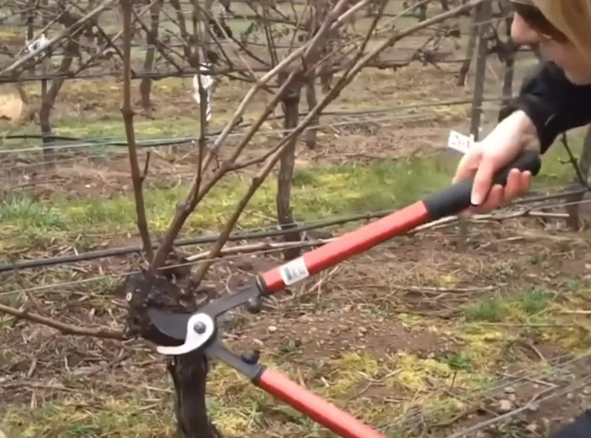 Grape Pruning Workshop with WSU MG