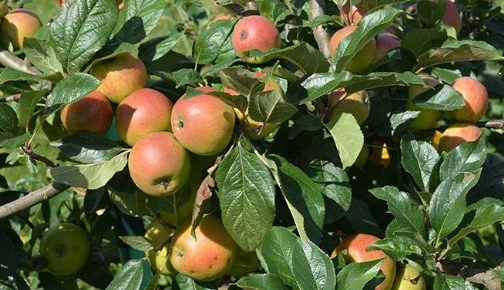 Backyard Fruit Trees: The Good, The Bad, and the Ugly