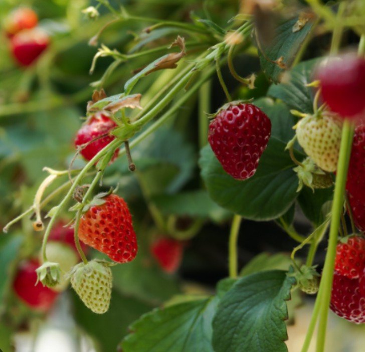 Grow Your Own Strawberries Workshop