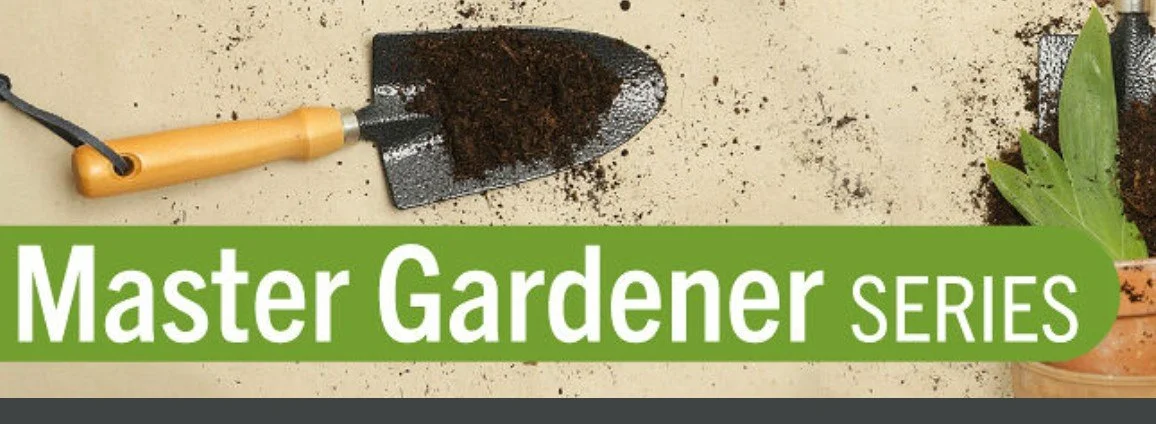 Preparing Soil for Dahlia Tuber Planting