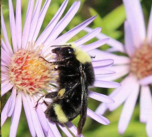 Science on Tap - Boosting Biodiversity with Insect - Friendly Gardens