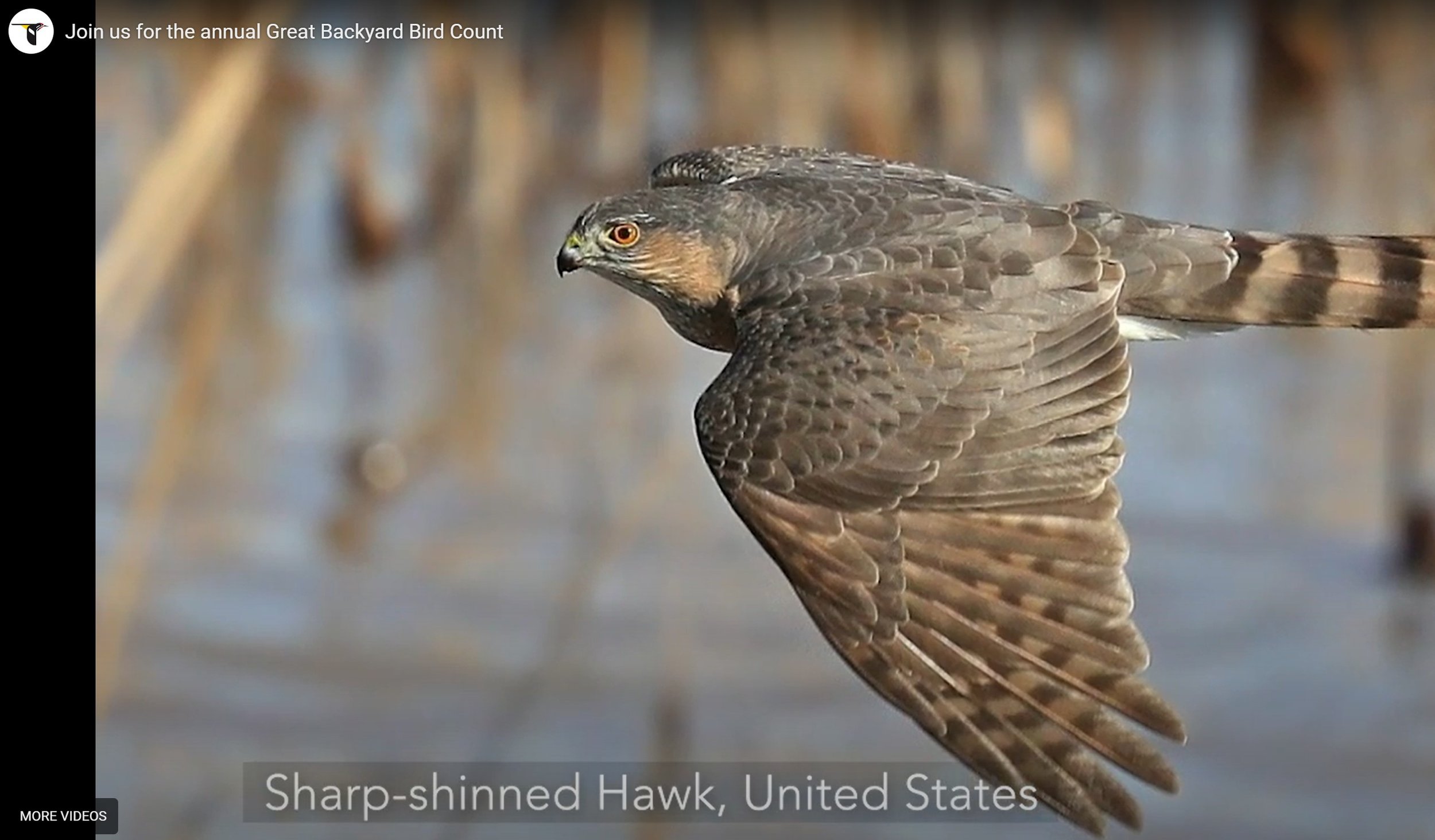 Great Backyard Bird Count 