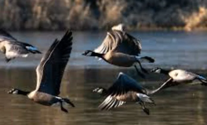 Vancouver Audubon Society's CAMERADERIE Youth Birding - Field Trip