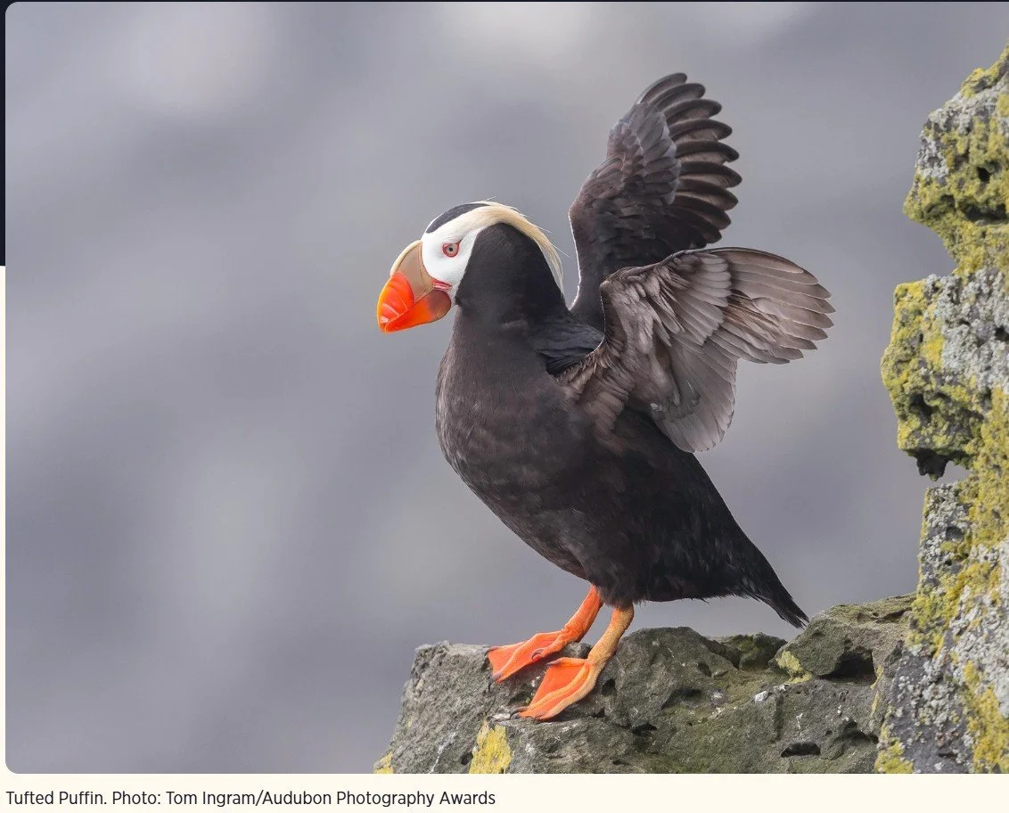 Vancouver Audubon guest speaker Katherine Luscher - Tufted Puffins