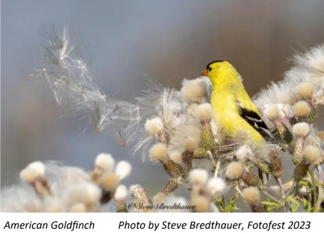Vancouver Audubon Field Trip to Cowlitz County