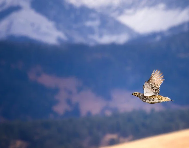 Adapting to Change: How wildlife is responding to a rapidly changing SW Washington
