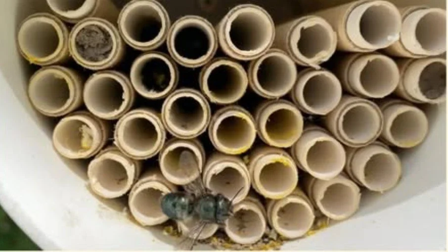 Introduction to spring Mason Bees and other pollinators