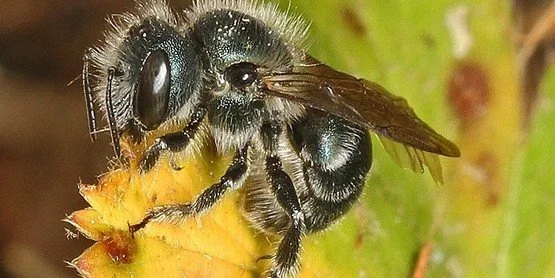 Welcoming Mason Bees: A Springtime Guide