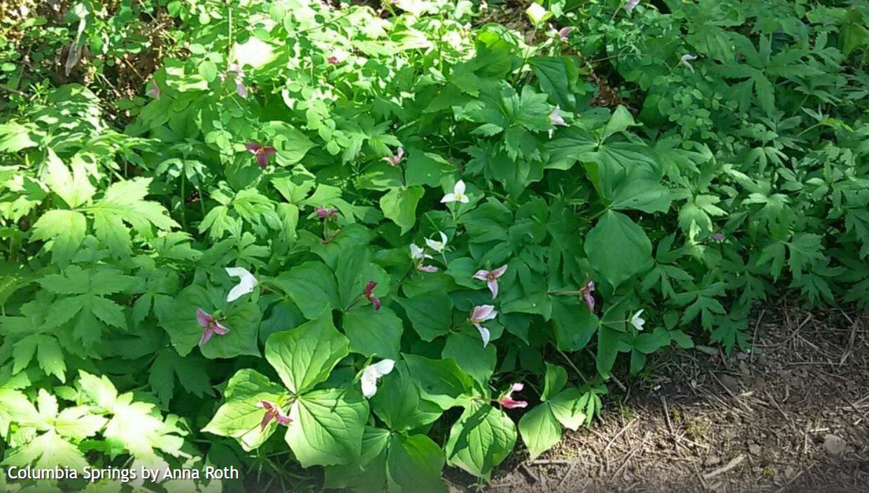 Columbia Springs - Family-Friendly 1/2 Day Trail Maintenance work party with WTA