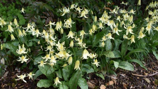 WA Native Plant Society Hike - Lacamas Park
