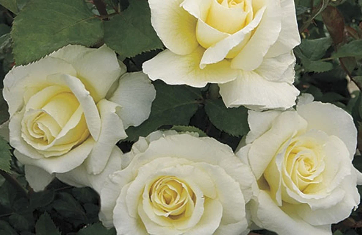 Rose seminar with Fort Vancouver Rose Society 