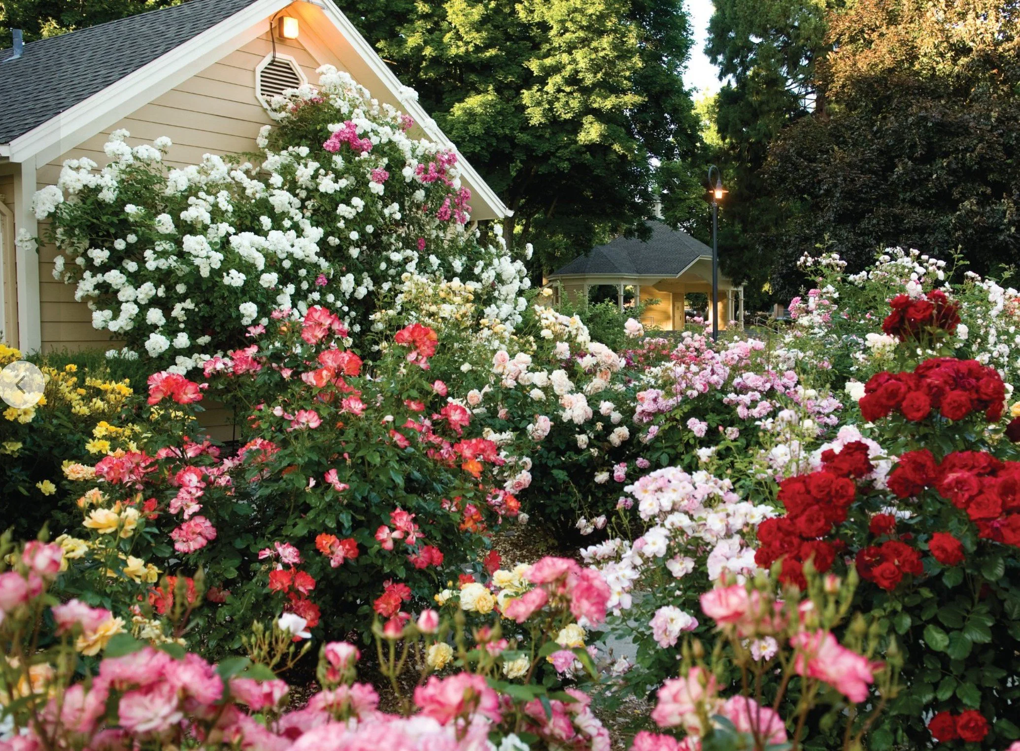 Fort Vancouver Rose Society - Volunteer to help community rose garden pruning & cleanup