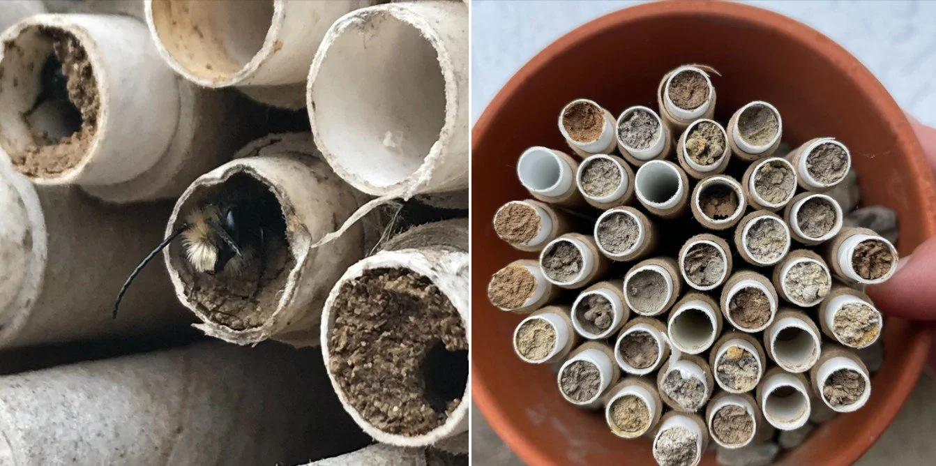 Mason Bee Workshop with WSU Master Gardeners