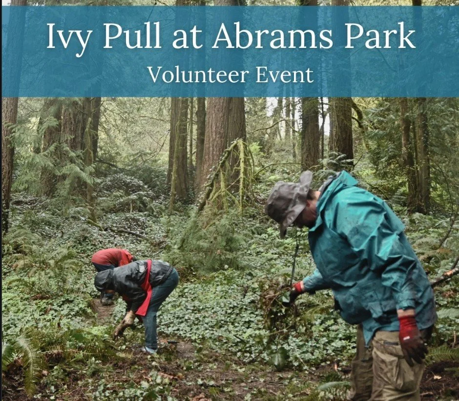 Abrams Park Ivy Pull volunteer event