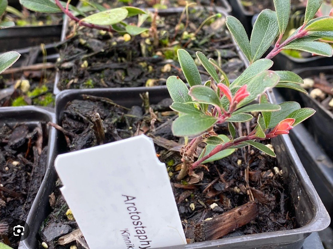 Clark College Native Plant Center end of winter sale