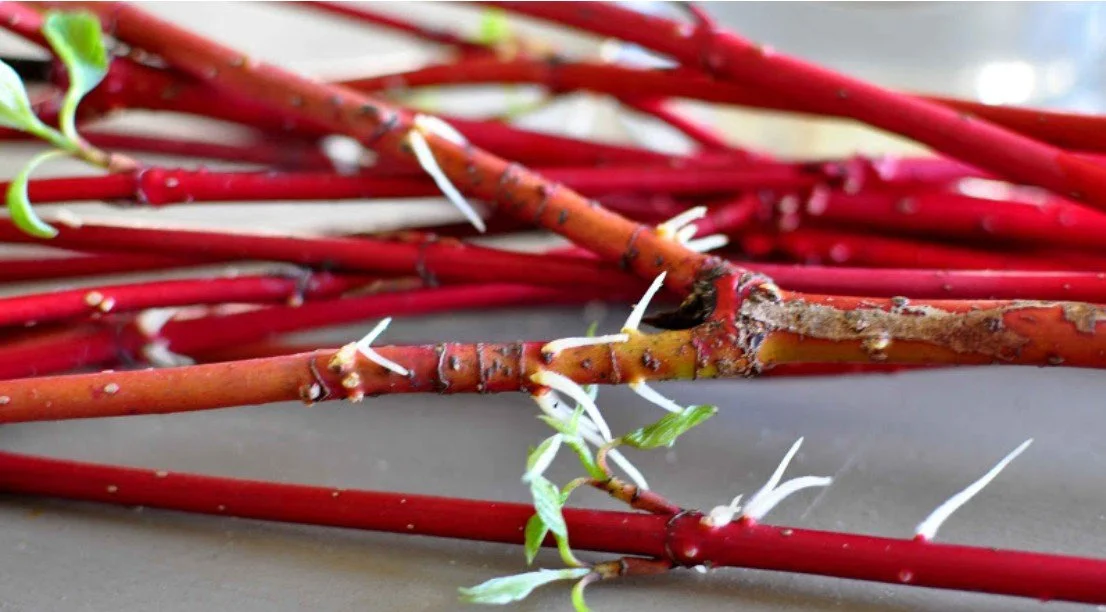 Introduction to Plant Propagation (Hands On)