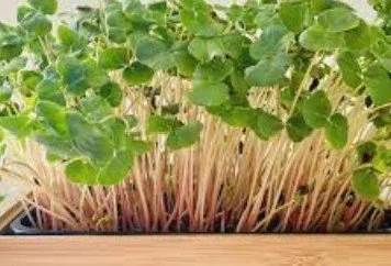 Grow Your Own Microgreens