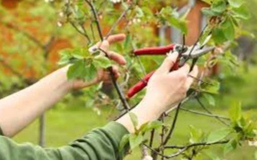 Summer Fruit Tree Pruning Workshop Series