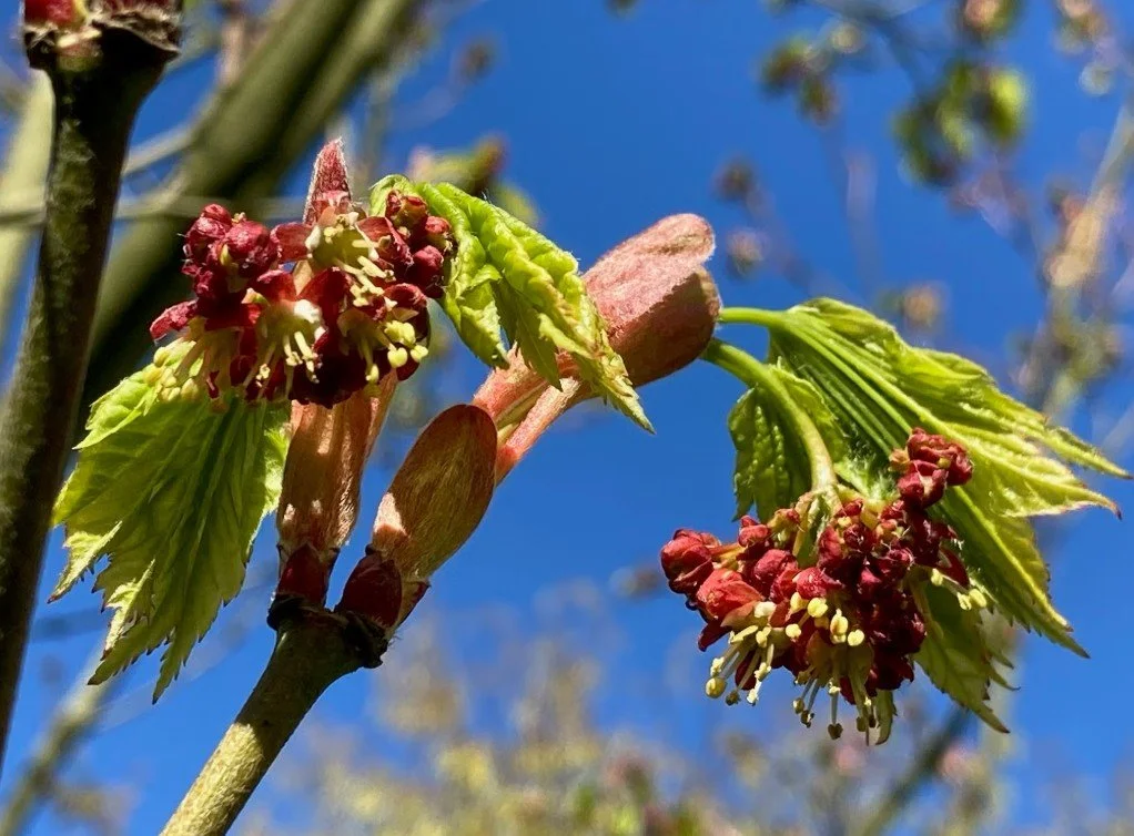 Burnt Bridge Creek Native Plant Walk