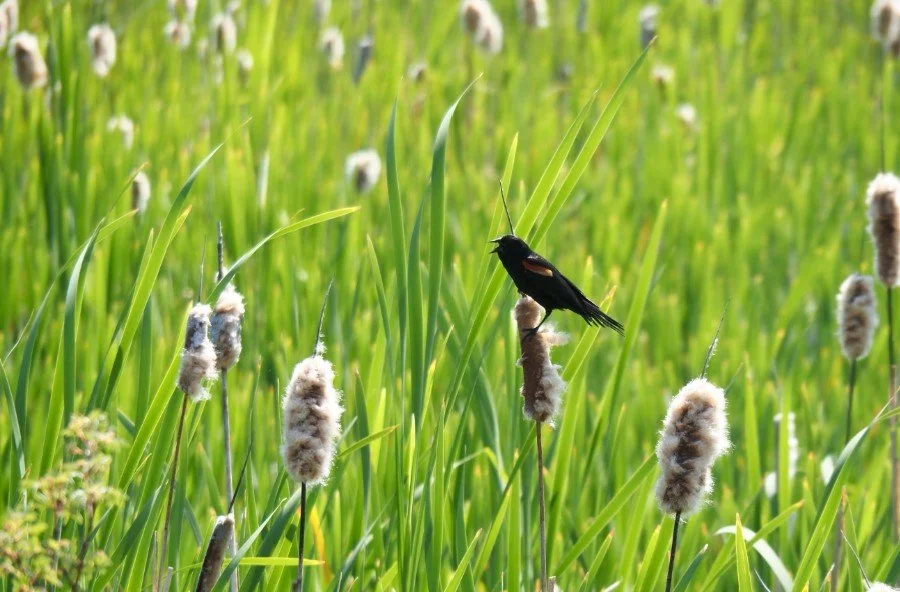 Listening to the Landscape: Bird Language Basics